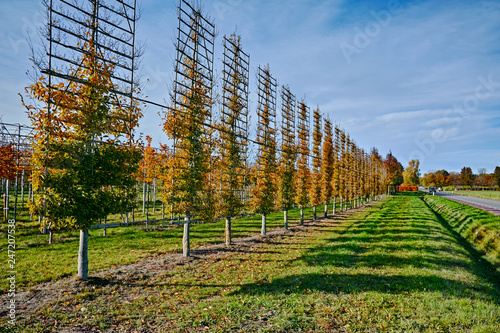 Photos Big espaliered decorative trees growing on nursery plantation in Netherlands
