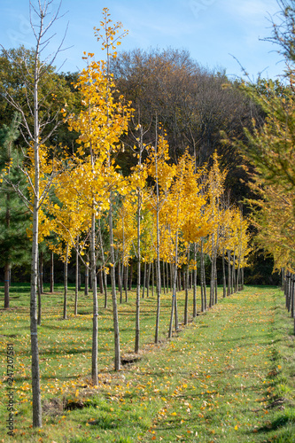 Ginkgo biloba tree nursery in Netherlands, specialise in medium to very large sized trees, autumn season