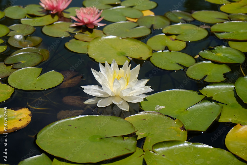 Pond Flower Pond Flower