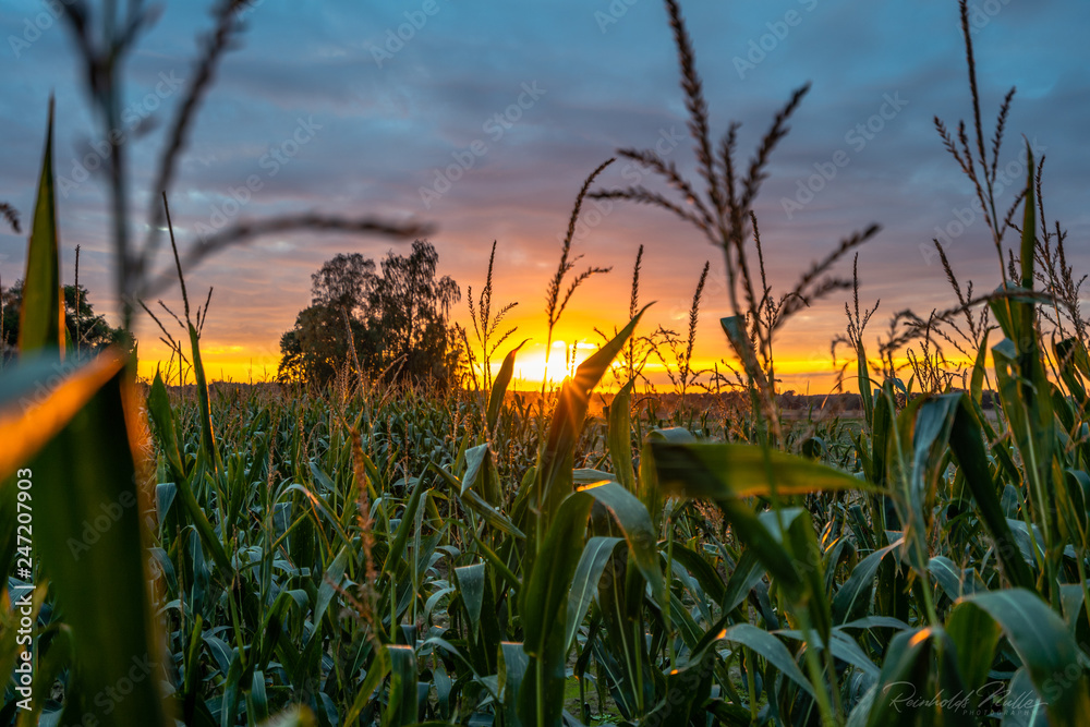 Fototapeta premium Closeup of Organic Corn Field for Biomass on Cloudy Summer Evening with Sunset Colors and Dramatic Sky - Concept of Nutrition full Vegetables and Renewable Energy for Gas and Fuel.