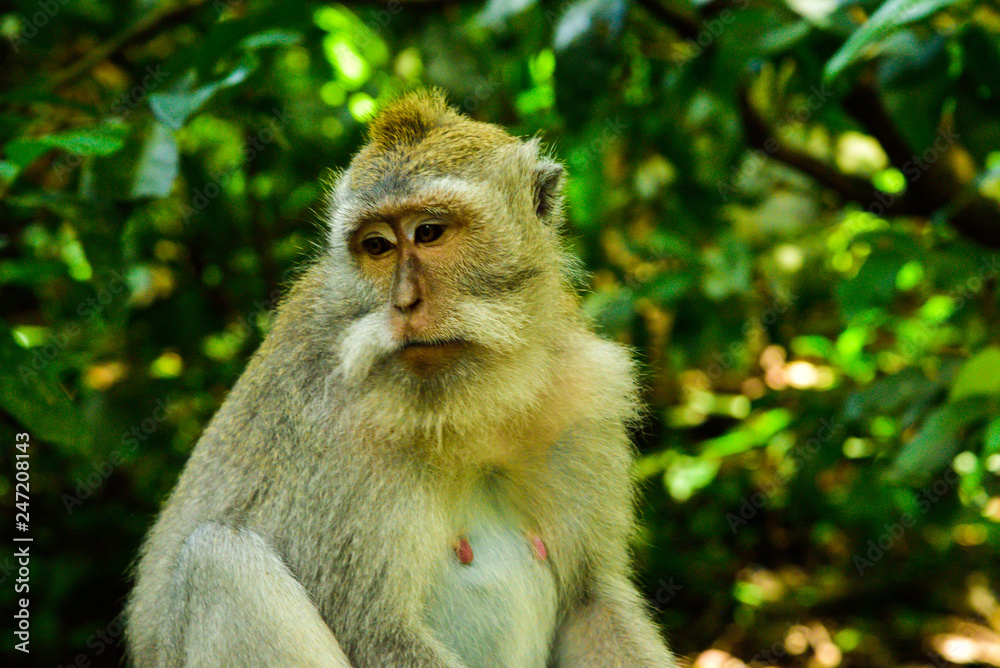 Fototapeta premium Sacred monkey family gathering in the tropical asian rain forest monsoon jungle for a visit