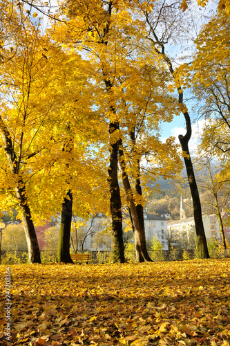 gelber Laubwald  Stadtpark