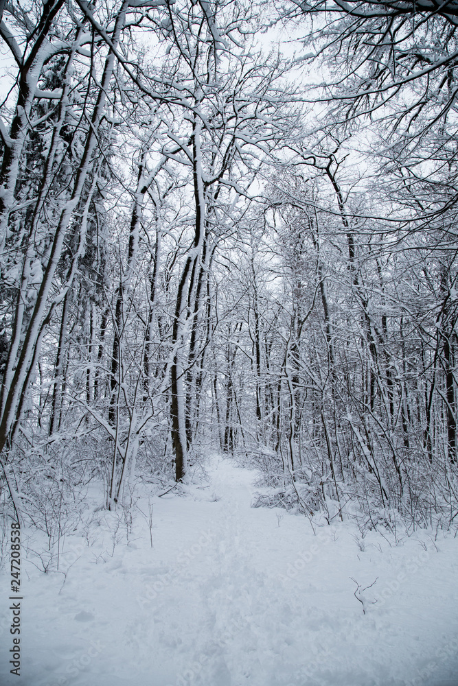 Winter Bäume Winter Bäume