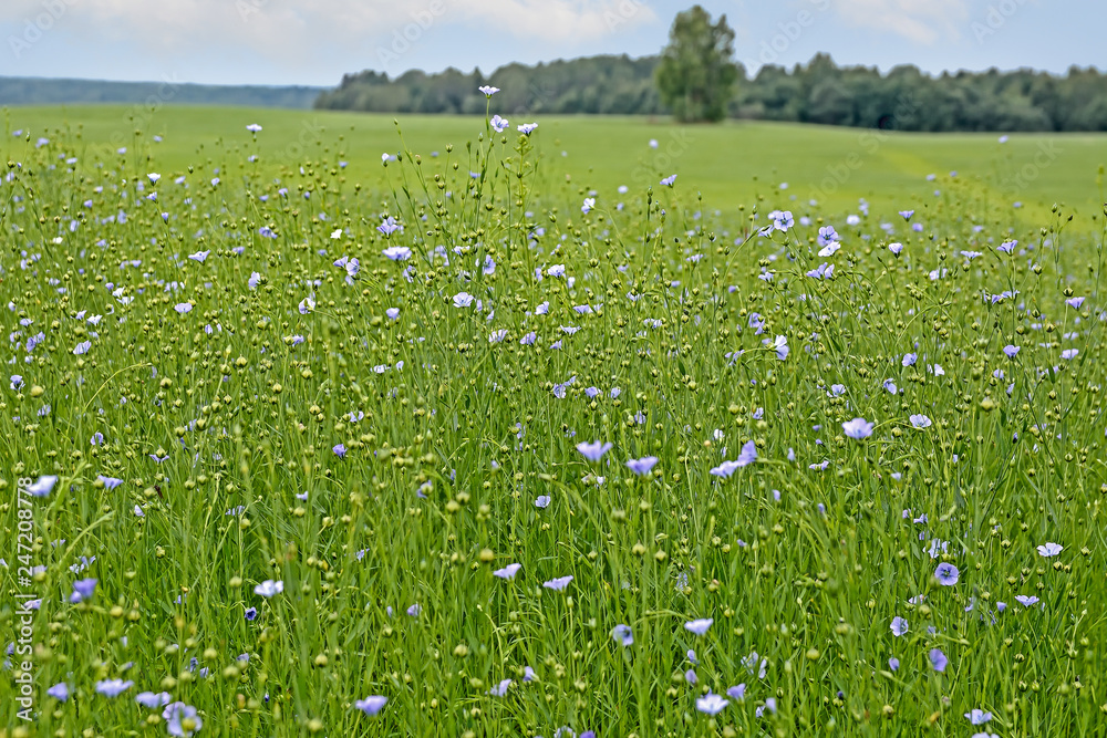 Flowers and buds of flax in the field
