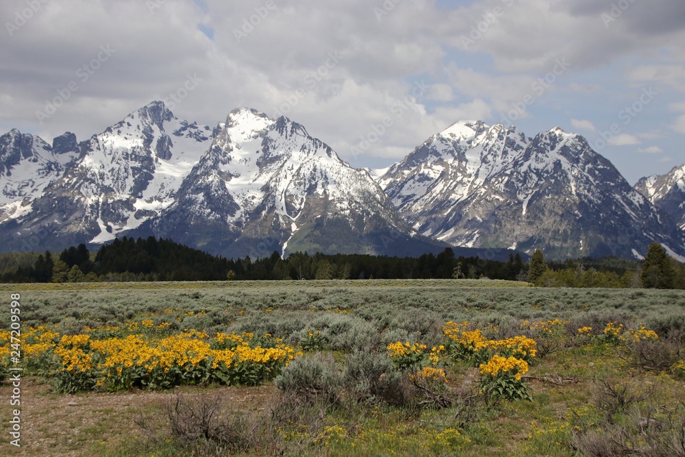 Blick auf die schneebedeckten Berggipfel im Grand teton Nationalpark im Sommer. Blick auf die schneebedeckten Berggipfel im Grand teton Nationalpark im Sommer.