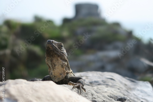 Lizard at the Maya Ruins of Tulum Mexico