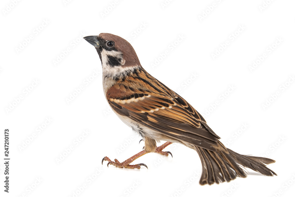 Fototapeta premium Eurasian Tree Sparrow, Passer montanus, isolated on white background