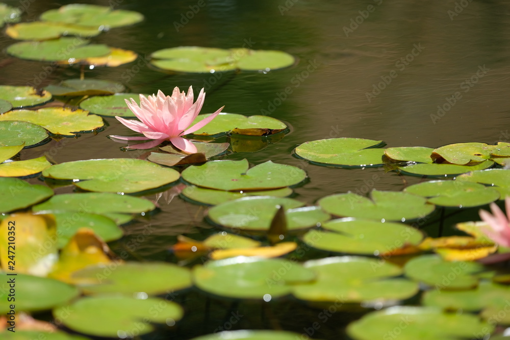 Pond Flowers Pond Flowers