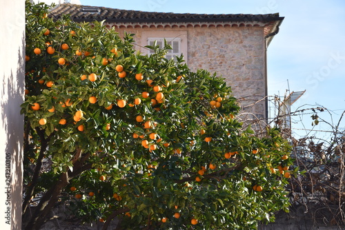 Oranges tree in Provence