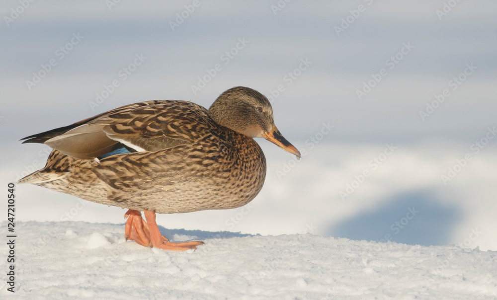 Mallard on the snow