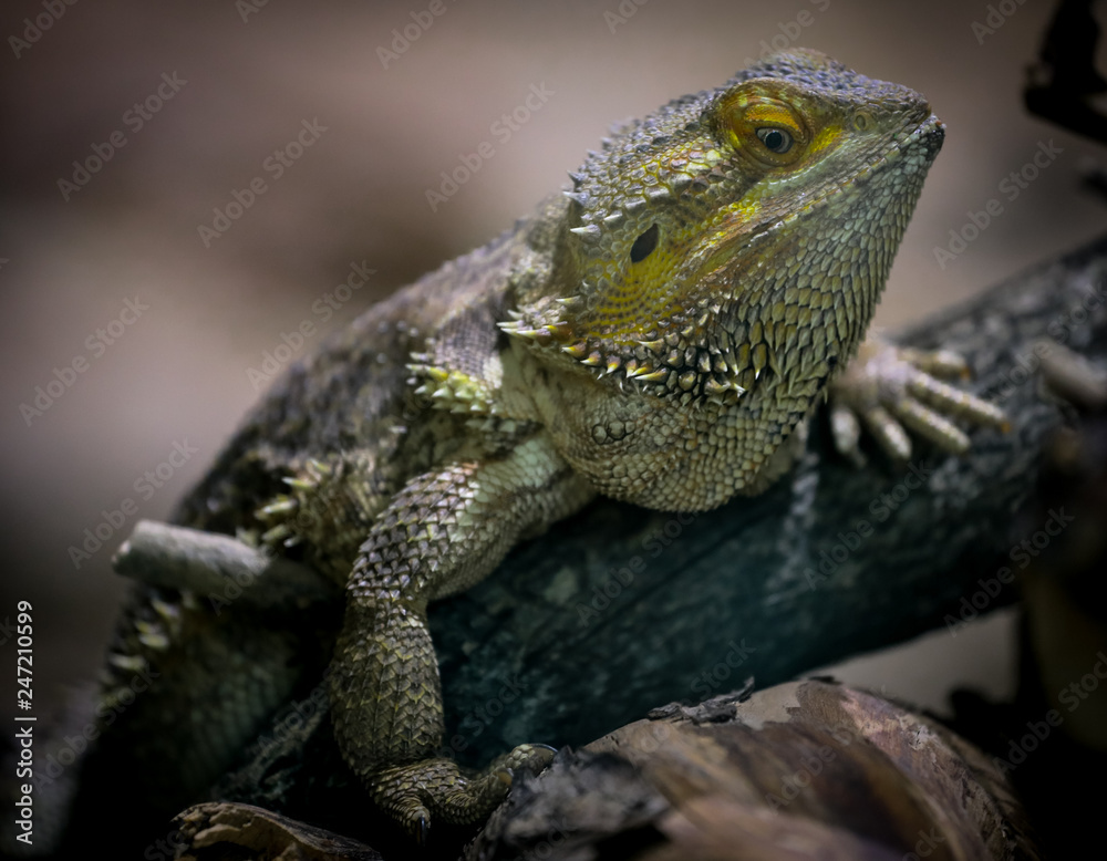Fototapeta premium lizard