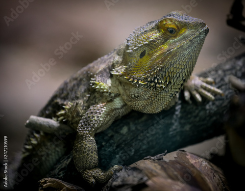 lizard © sudhannshu