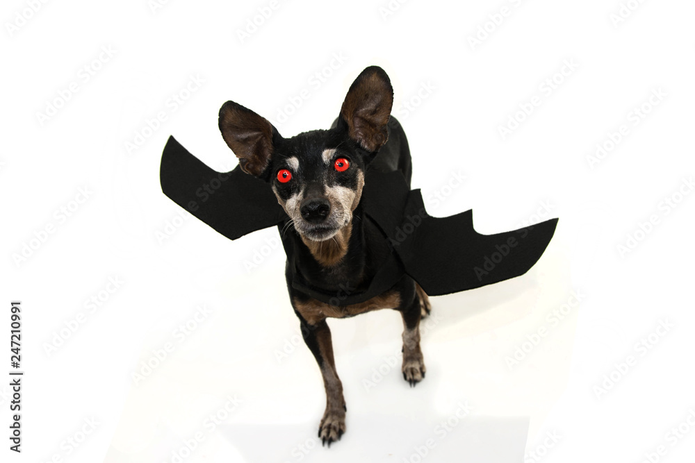 DOG VAMPIRE COSTUME BAT WING AND RED EYES FOR HALLOWEEN OR CARNIVAL. ISOLATED STUDIO SHOT