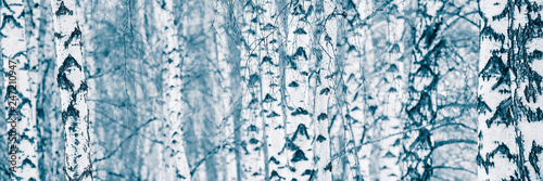 Birch trunks in deciduous forest. Winter season in the countryside. Web banner.