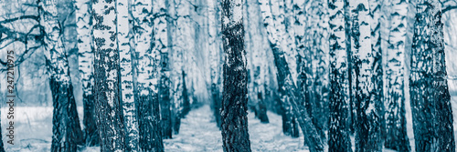 Birch trunks in deciduous forest. Winter season in the countryside. Web banner.