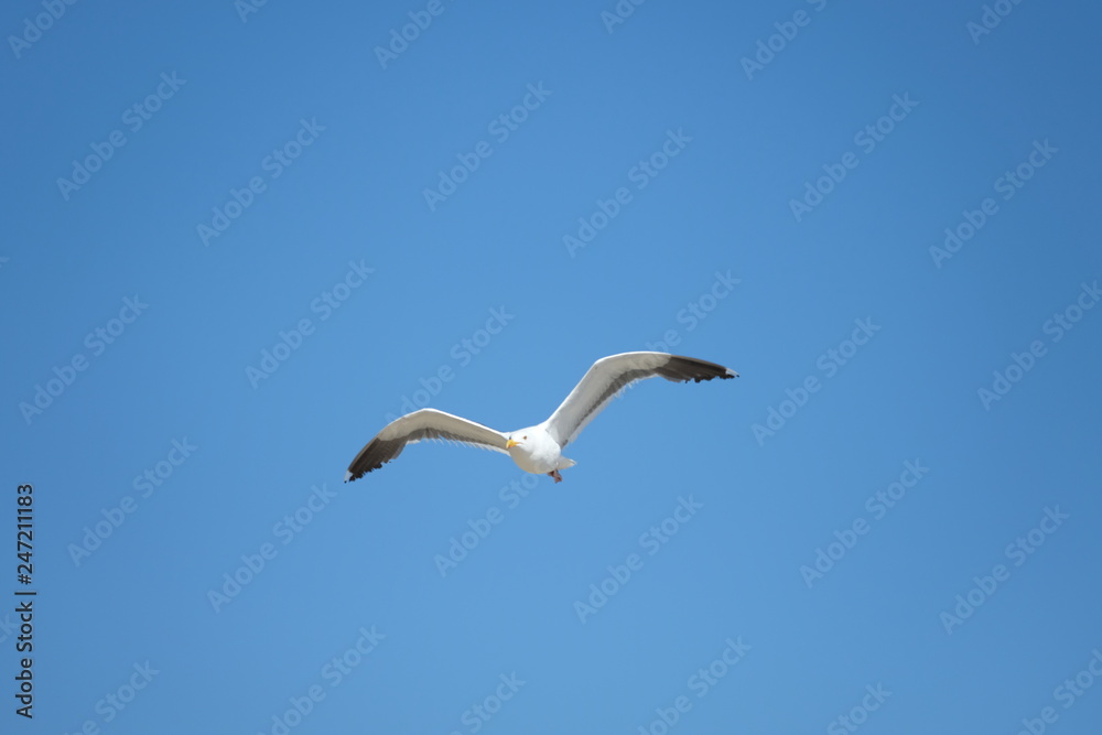 Obraz premium Bird - Seagull