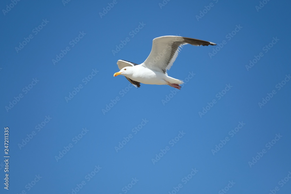 Obraz premium Bird - Seagull