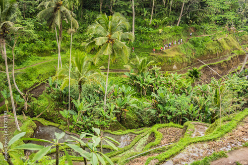 Tegallalang Rice Terraces and vegetation in Ubud, Bali, Indonesia © cameraman