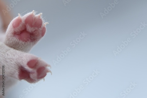 puppy jack russell terrier