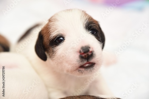 puppy jack russell terrier