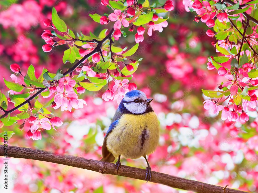 Fototapeta premium sikorka modraszka siedząca na gałęziach jabłoni w różowych kolorach w pachnącym ogrodzie majowej wiosny