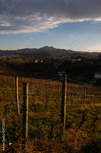 Empty wineyards in Hondarribia