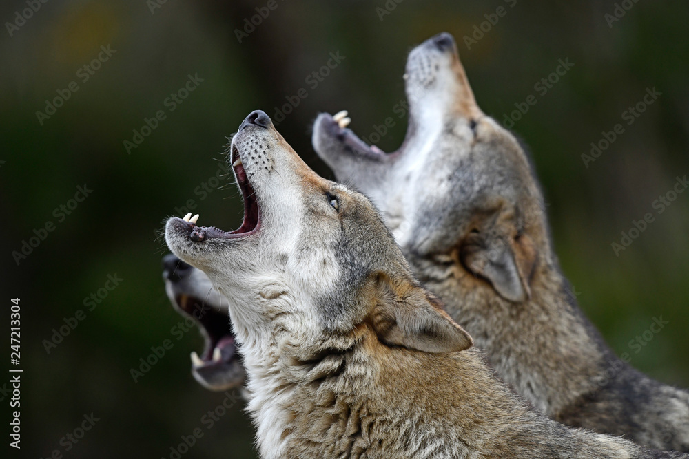 Fototapeta wycie wilków (canis lupus lupus) - wycie wilków europejskich