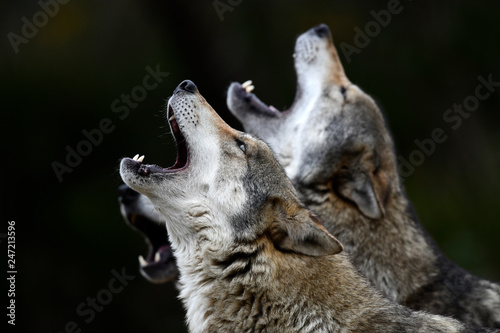 heulende Wölfe (Canis lupus lupus) - howling european wolves photo