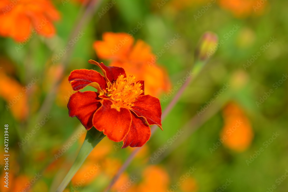 red & orange flowers red & orange flowers