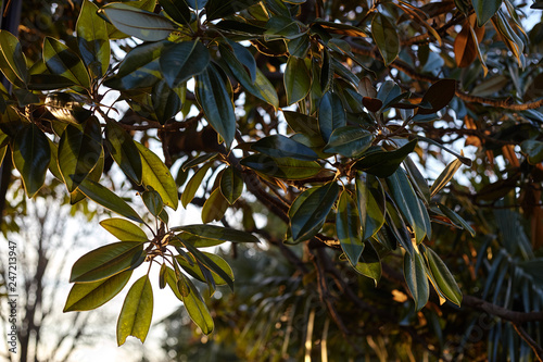 green magnolia leaves in the sunset light in the golden light
