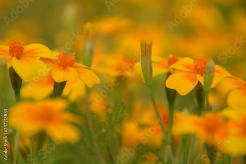 orange & yellow flowers © Mark
