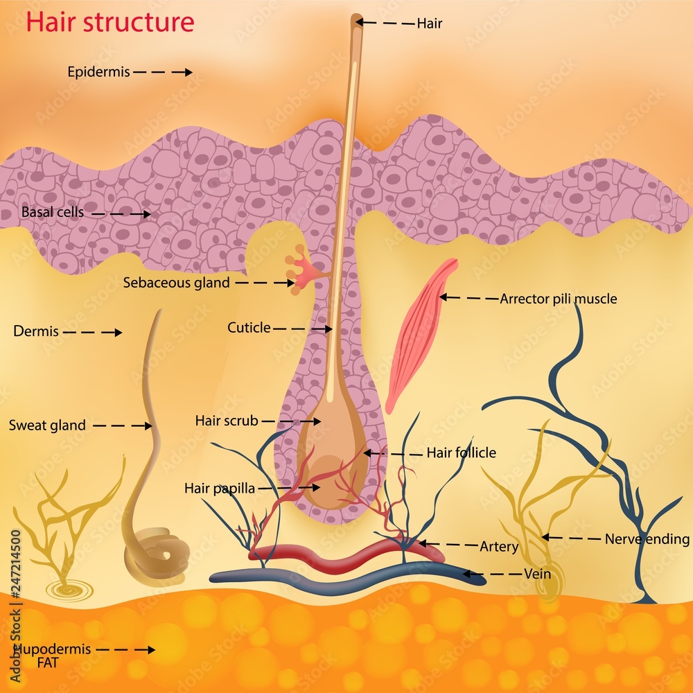 The anatomical structure of the hair on the head of a person under a microscope closeup. Vector