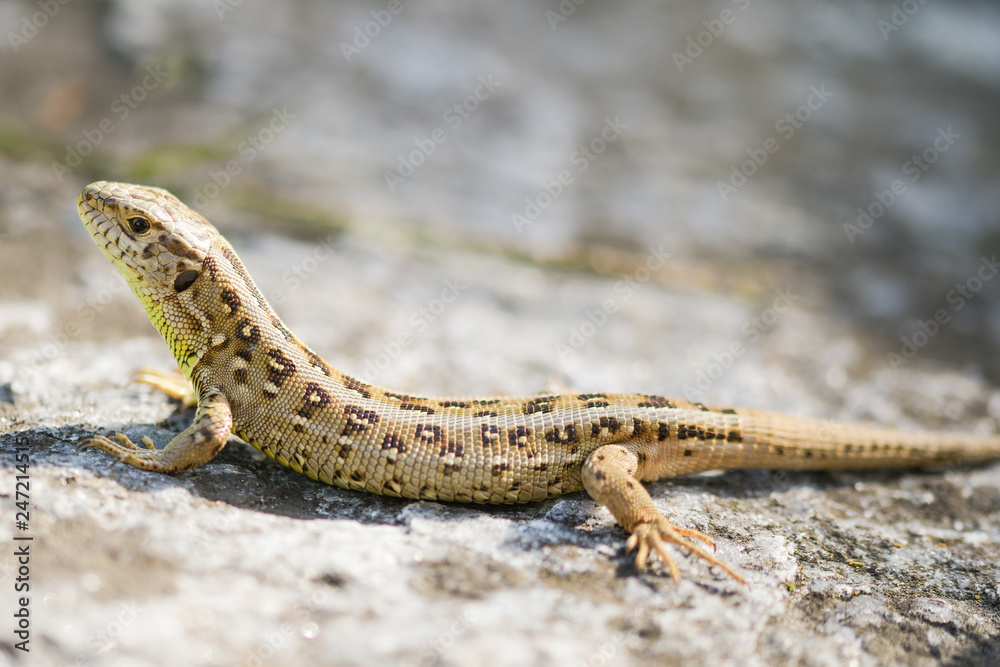 Naklejka premium lizard on the ground