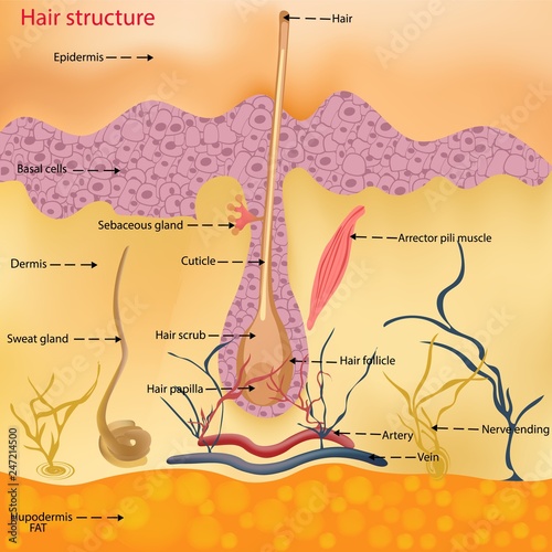 The anatomical structure of the hair on the head of a person under a microscope close-up. Vector illustration. Hair under the skin.