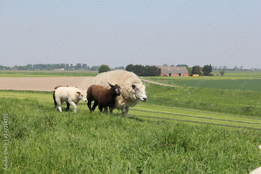 a white sheep is running with three lambs over the green sea wall in holland in spring