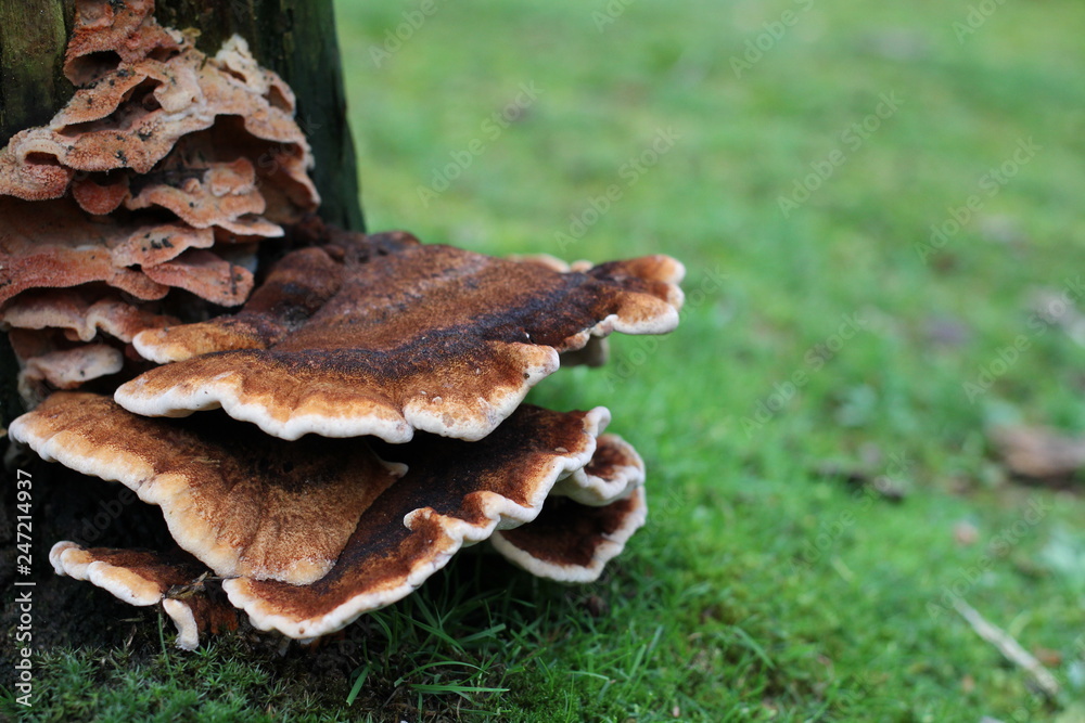 a large brown bracket fungus closeup at a tree and a green background a large brown bracket fungus closeup at a tree and a green background