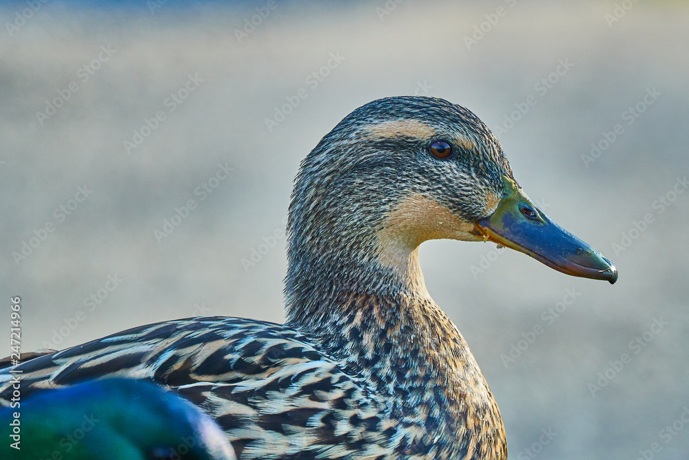 wild duck on water