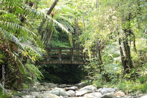 Bridge in forest of Okinawa