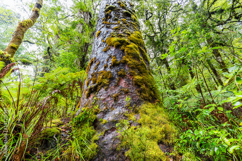 Kauri trees at the North Island of New Zealand