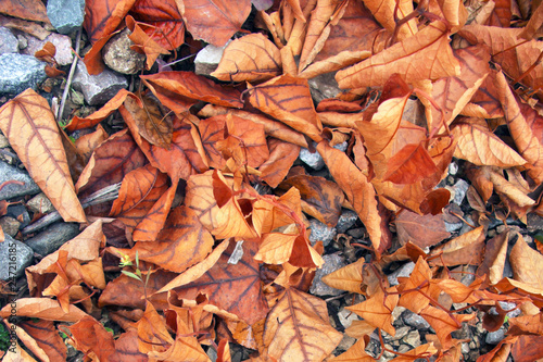 orange autumn leaves lie on stones