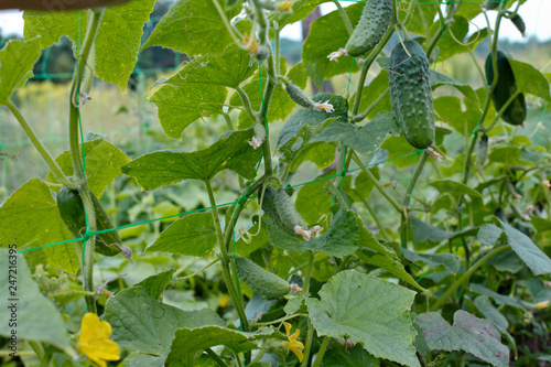Top cucumber Cucumis sativus sprout with young leaves and antennaeCucumber in garden is tied up on trellis.