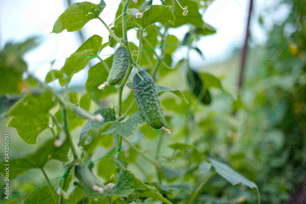 Fototapeta premium Top cucumber Cucumis sativus sprout with young leaves and antennaeCucumber in garden is tied up on trellis.