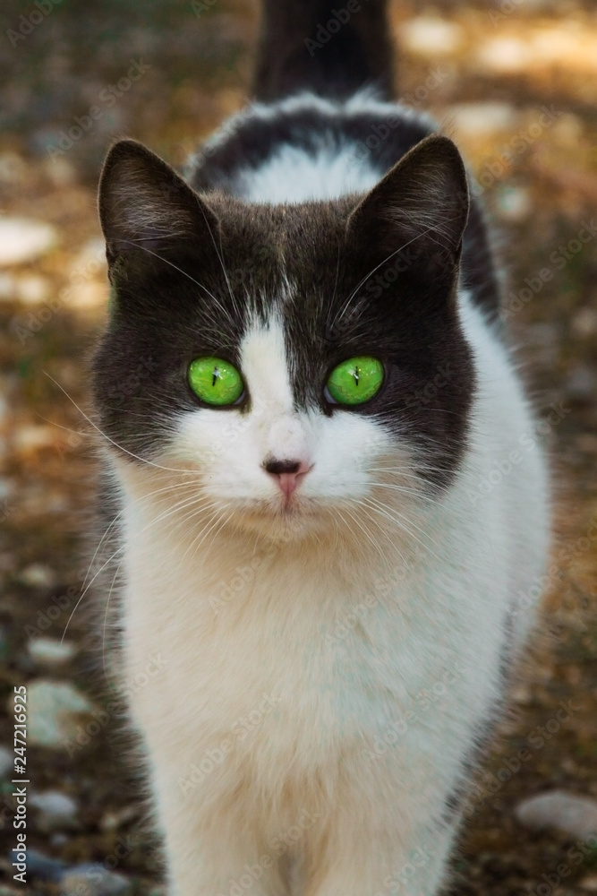 Portrait of a cat with green eyes