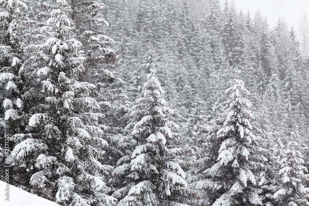 Wald Wald