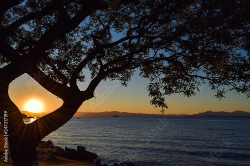 Sunset and the Tree
