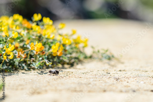 Small yellow flowers and a bee on the rocky sea coast in Rodos, Greece