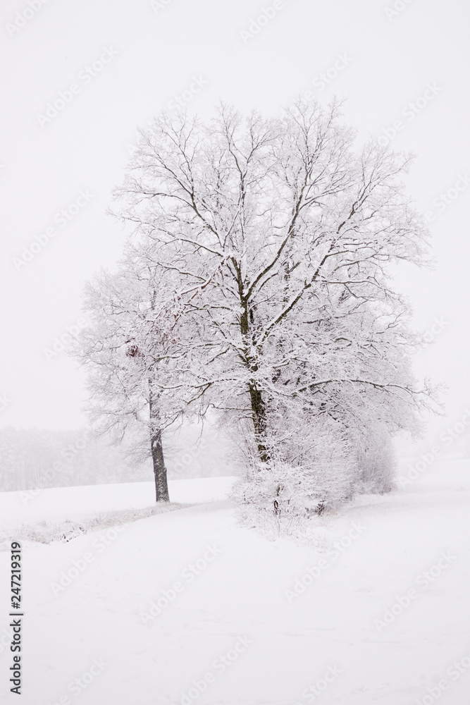 winter landscape in the countryside, snowy landscape winter landscape in the countryside, snowy landscape