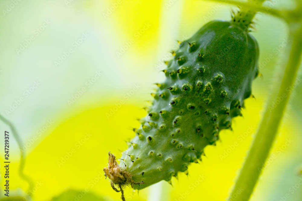 Naklejka premium One green ripe cucumber on a bush among the leaves. Cucumber on the background of the garden.