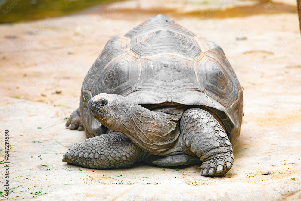 Aldabra giant tortoise (Aldabrachelys gigantea) Aldabra giant tortoise (Aldabrachelys gigantea)