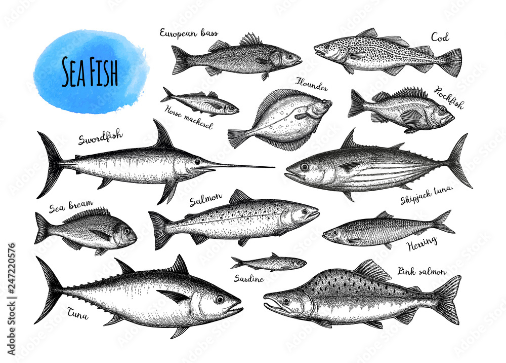 Fish big set. Fish big set.